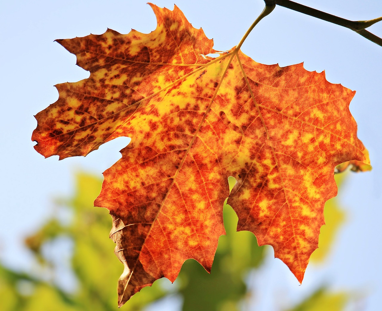 Getting Arty: Leaf Painting Crafts for the Kids